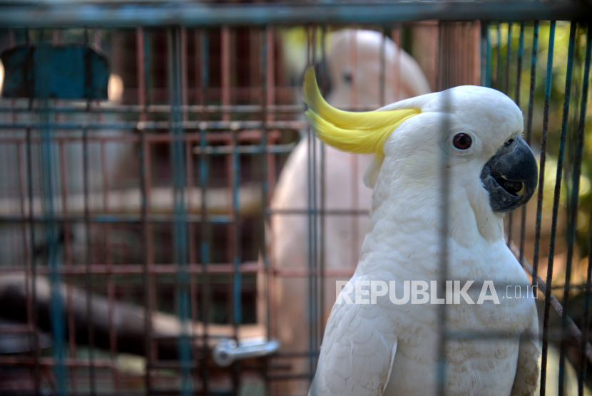 Burung Kakaktua di Gembira Loka Zoo, Yogyakarta (ilustrasi)
