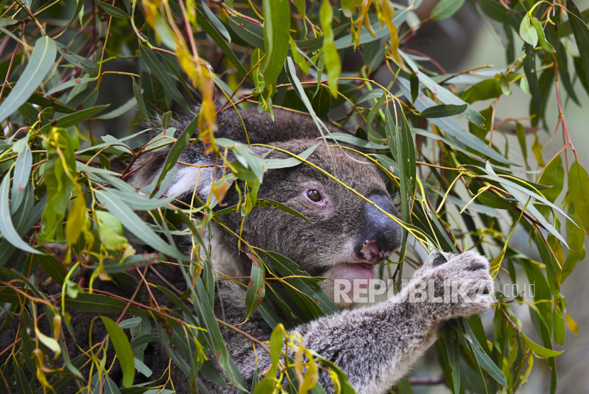  Seekor koala terlihat memakan daun getah di Tidbinbilla Nature Reserve dekat Canberra, Australia, 24 November 2020. Pemerintah federal kemarin mengumumkan audit nasional populasi koala sebagai komponen kunci dari paket 18 juta dolar Australia (sekitar 13,1 juta dolar AS) untuk membantu melindungi spesies ikonik Australia.