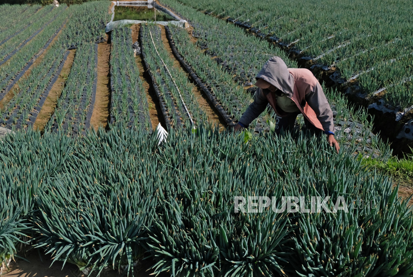 Seorang petani menata loncang yang baru dipanen di perladangan kawasan lereng gunung Sumbing Desa Sukomakmur, Kajoran, Magelang, Jawa Tengah, Ahad (9/8). Kementerian Pertanian (Kementan) menyatakan, penyaluran Kredit Usaha Rakyat (KUR) untuk sektor pertanian tembus Rp 25 triliun. 