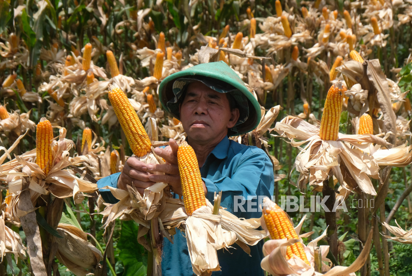 Petani memanen jagung Hibrida di persawahan Desa Giyono, Jumo, Temanggung, Jawa Tengah, Ahad (16/10/2022).  Deputi III Kepala Staf Kepresidenan (KSP) Edy Priyono mengatakan, impor jagung secara terbatas dapat menjadi opsi untuk mengendalikan harga telur ayam yang melonjak dalam beberapa waktu terakhir.