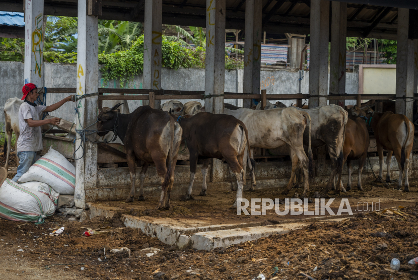 Pekerja memberi makan ternak sapi yang dipersiapkan untuk disembelih di Rumah Potong Hewan (RPH) Tavanjuka, Palu, Sulawesi Tengah, Senin (23/5/2022). RPH tersebut memperketat pemeriksaan ternak sapi sebelum disembelih untuk memastikan tidak terjangkit Penyakit Mulut dan Kuku (PMK) yang sedang mewabah di beberapa daerah di Indonesia. Kementan Minta Tiga Fatwa ke MUI Terkait PMK Hewan Qurban