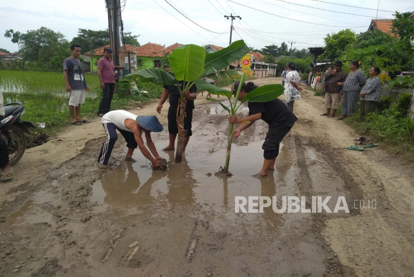 Warga menanam pohon pisang di jalan yang kondisinya rusak di wilayah Desa Pranggong, Kecamatan Arahan, Kabupaten Indramayu, Jawa Barat, Kamis (16/2/2023). Warga kesal lantaran jalan rusak tak kunjung diperbaiki. 