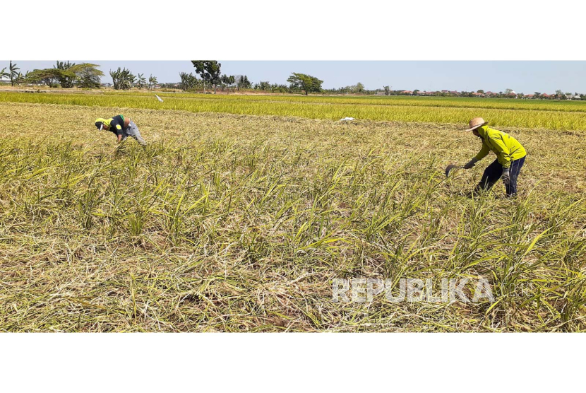 Wakil Menteri Pertanian (Wamentan), Harvick Hasnul Qolbi, melakukan panen padi di lahan seluas 100 hektar di Dusun Petaling Jaya, (ilustrasi).