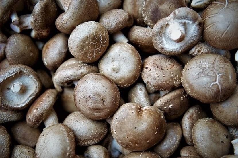 6 Manfaat Jamur  Shiitake Untuk Kesehatan Republika Online