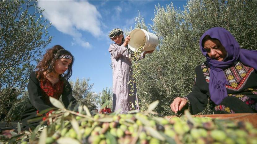 Israel larang warga Palestina masuk kebun zaitun di Tepi Barat