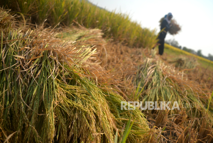 Petani memotong tanaman padi saat panen di Pundong, Bantul, Yogyakarta, Senin (9/10/2023). Pada panen raya 2023, Bantul memiliki rata-rata produksi beras di kisaran 8,89 ton. Jumlah ini melebihi jumlah rata-rata produksi padi nasional, karena di Bantul tidak ada gagal panen meski ada kemarau panjang disertai El Nino. Sementara itu, harga gabah kering untuk tingkat petani di Yogyakarta mengalami kenaikan sebesar 28,45 persen atau menjadi Rp 6.330 per kilogram, sementara HPP yang ditetapkan sebesar Rp 5 ribu per kilogram.