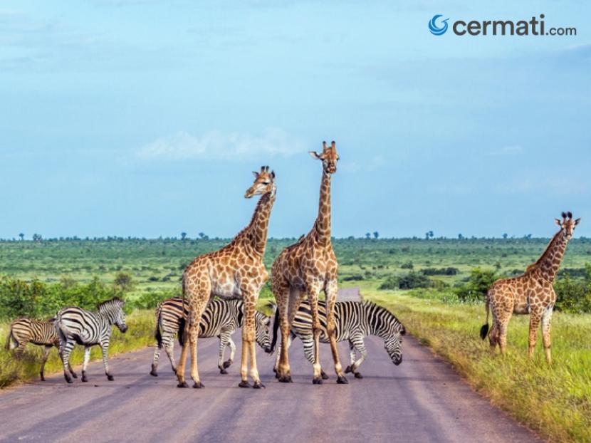 Cermati
