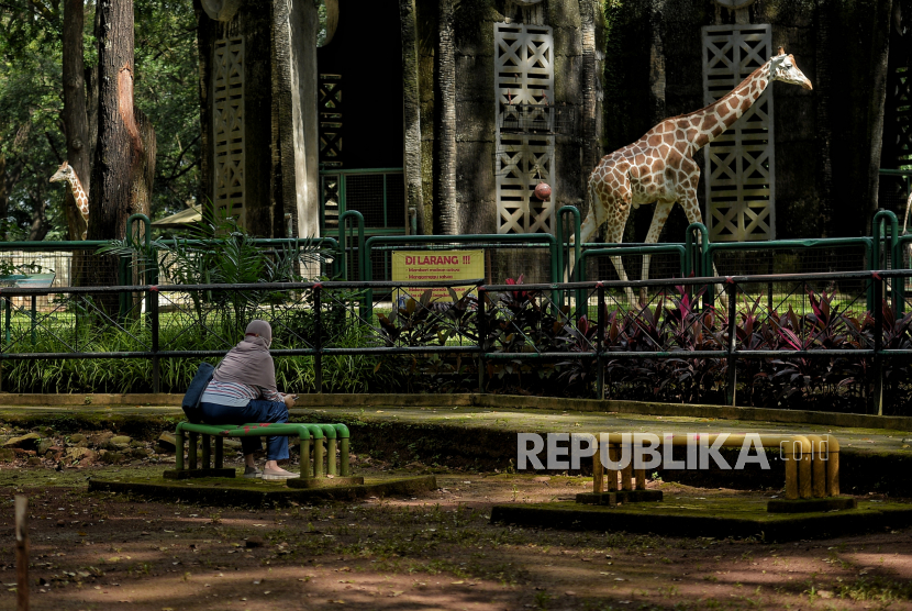 Pengunjung melihat jerapah di Taman Margasatwa Ragunan (TMR), Jakarta. 