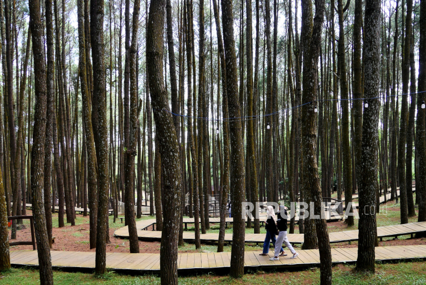 Warga berwisata di kawasan Hutan Pinussari Mangunan, Bantul, Yogyakarta (ilustrasi).