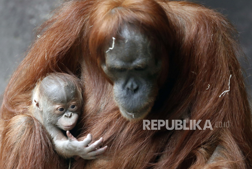 Orangutan (ilustrasi). Seekor orangutan Sumatra yang terancam punah lahir di New Orleans.