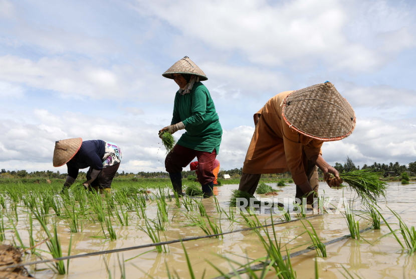  Petani menanam padi di sawah saat musim tanam (ilustrasi)