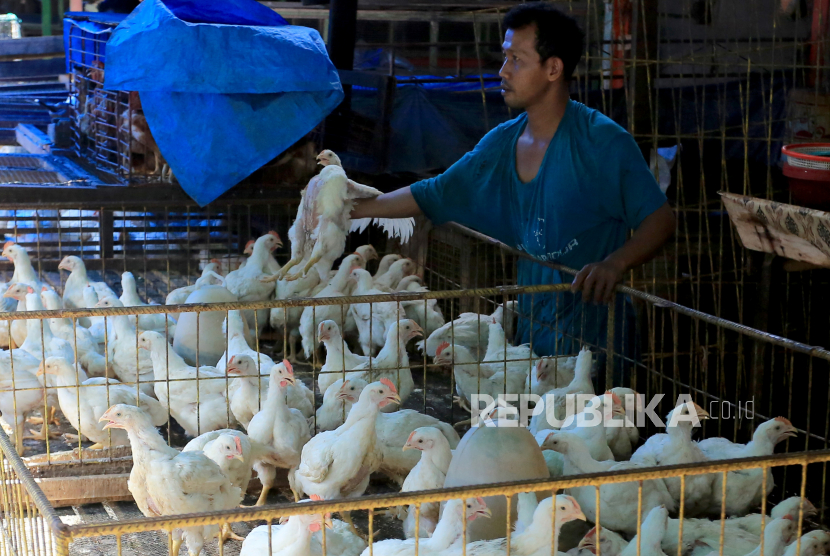 Pedagang melayani pembeli ayam potong di pasar (ilustras