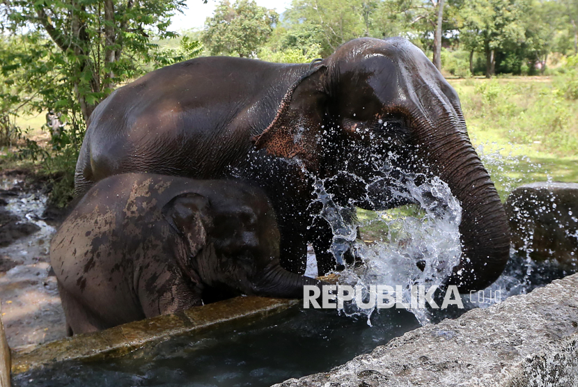 Prabowo Dijadwalkan Bertemu Raja Charles, Bahas Konservasi Gajah Aceh