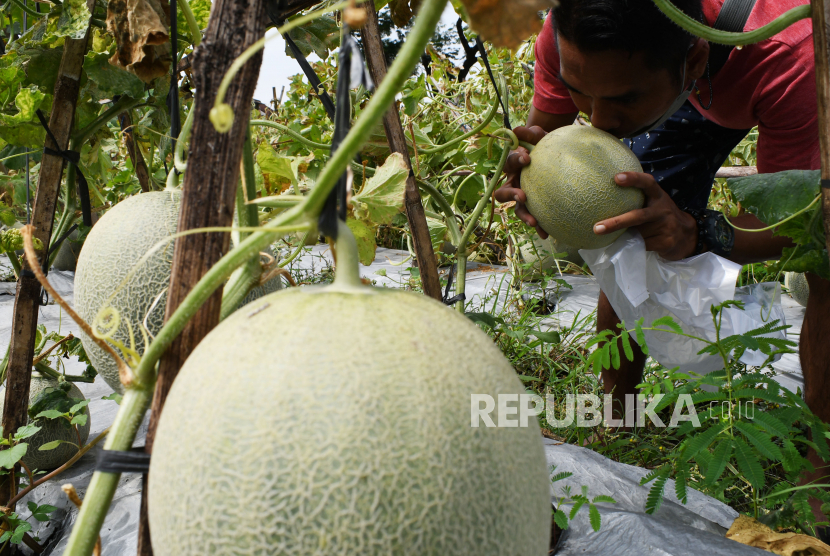 Buah melon yang siap dipetik (ilustrasi)  