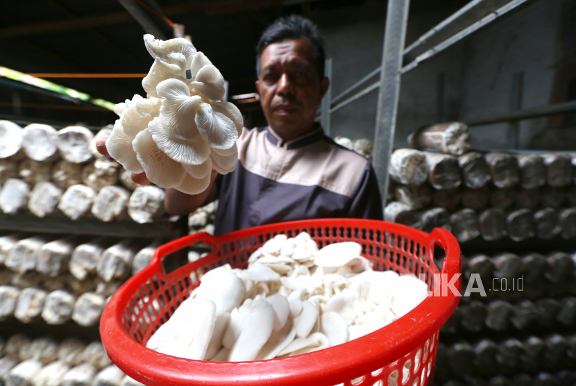 Petani memperlihatkan jamur tiram hasil budi daya.