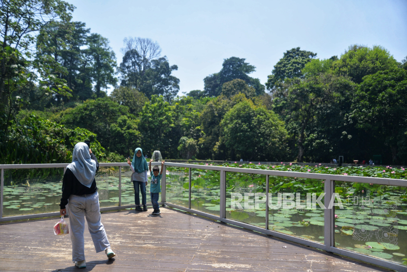 Sejumlah pengunjung berfoto ketika berwisata di Kebun Raya Bogor, Jawa Barat, Senin (16/9/2024). Kebun Raya Bogor  merupakan tempat yang kaya akan keanekaragaman hayati dan sejarah itu menjadi tempat wisata favorit bagi warga dalam mengisi libur panjang. Tempat yang menjadi destinasi wisata ikonik di Jawa Barat dengan luas lebih dari 87 hektar, ini menawarkan pengalaman wisata yang tidak hanya menyegarkan, tetapi juga mendidik.