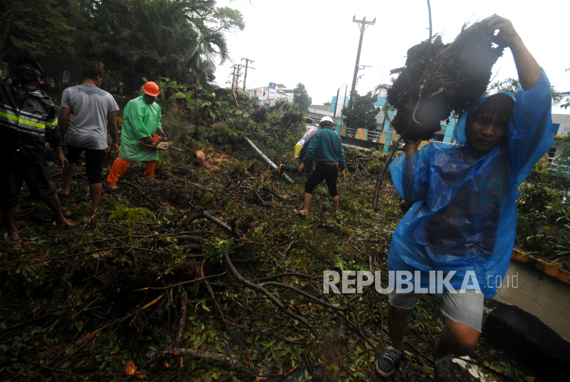 Puluhan pohon tumbang akibat angin puting beliung melanda Pasirkuda, Cianjur (Foto: ilustrasi)