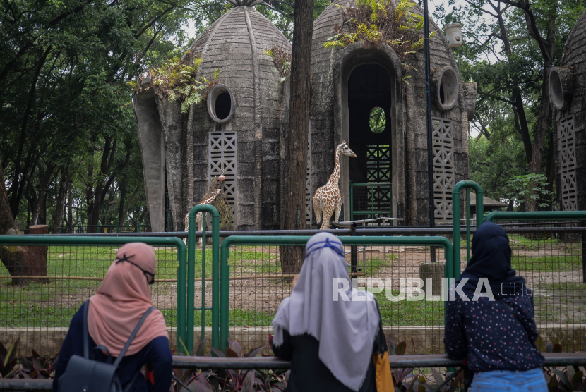 Pengunjung mengamati jerapah di Taman Margasatwa Ragunan (TMR), Jakarta. Pemprov DKI Jakarta menutup sementara seluruh tempat hiburan, termasuk yang dikelola oleh Pemprov DKI, selama pemberlakuan Pembatasan Sosial Berskala Besar (PSBB) Total mulai pada 14 September 2020.