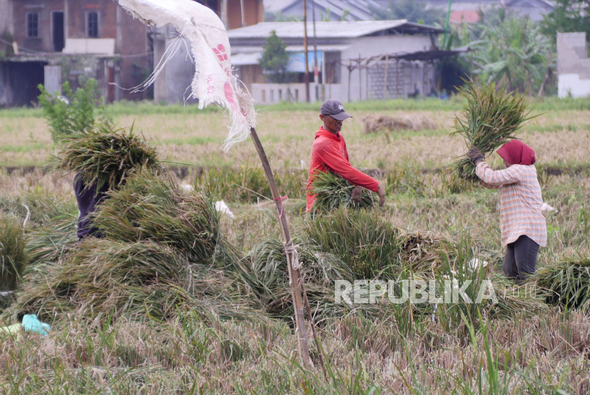 Warga memanen padi di daerah Gedebage, Kota Bandung, Selasa (3/1/2023). Badan Pangan Nasional (NFA) menaikkan harga acuan pembelian gabah dan beras di tingkat petani sebesar delapan persen hingga sembilan persen.
