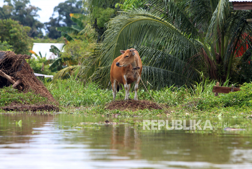 BNPB mencatat 2.059 bencana alam telah terjadi di seluruh wilayah Indonesia mulai Januari hingga 20 September 2020. (Foto ilustrasi: Seekor sapi berdiri di atas gundukan tanah yang dikelilingi banjir di Putussibau, Kabupaten Kapuas Hulu, Kalimantan Barat, pada 15 September 2020).