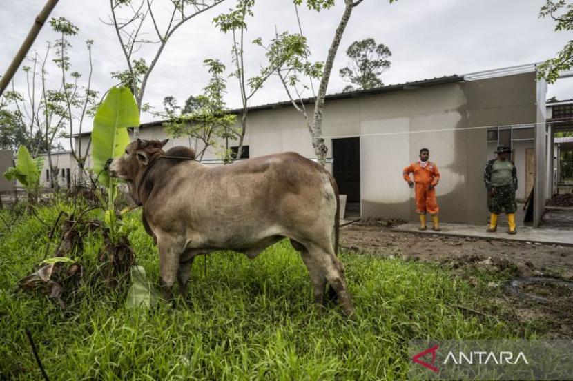 Presiden bantu sapi meugang Idul Fitri untuk 852 desa di Aceh Utara.