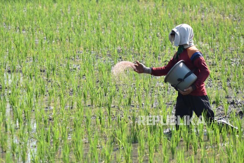 Petani memupuk tanaman padinya yang berumur 15 hari di Garon, Balerejo, Kabupaten Madiun, Jawa Timur, Kamis (11/6/2020). Pemupukan dengan pupuk tabur campuran tersebut merupakan pemupukan pertama pascatanam guna merangsang pertumbuhan dan kesuburan tanaman