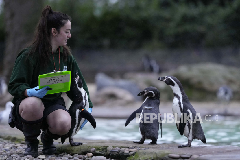  Hattie Sire, penjaga di Kebun Binatang London, dengan penguin Humboldt di kebun binatang melakukan inventarisasi tahunan di London, Selasa, 4 Januari 2022. Penguin purba juga berukuran jauh lebih besar dibandingkan yang hidup sekarang.