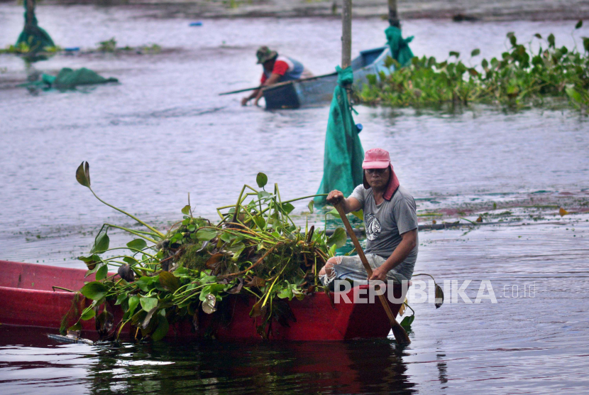 Warga membersihkan gulma eceng gondok menggunakan perahu di Desa Paleloan, pesisir danau Tondano, Minahasa, Sulawesi Utara.