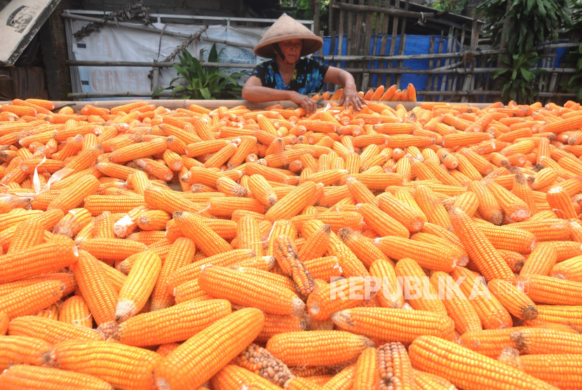 Beberapa daerah di Indonesia merupakan sentra produksi jagung. Di tengah ancaman ketersediaan pangan, warga didorong konsumsi pangan lokal.
