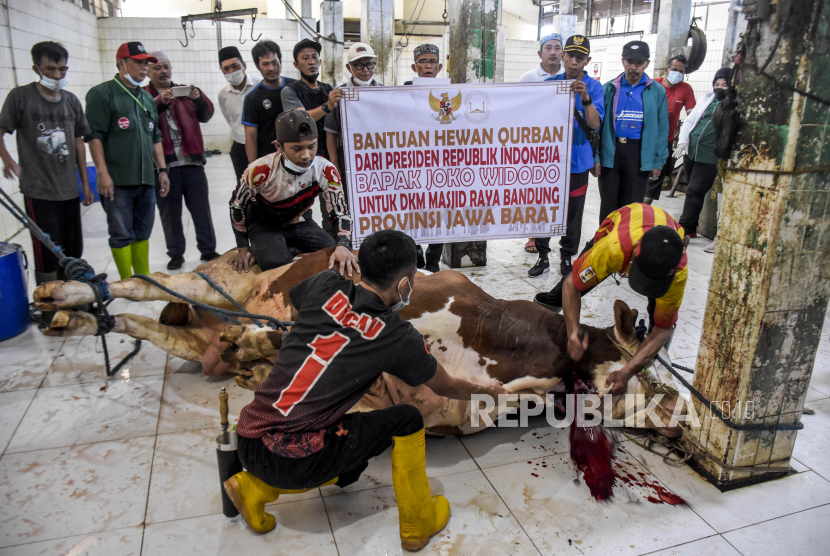 Petugas menyembelih sapi kurban jenis simmental yang telah dibeli oleh Presiden Jokowi di Rumah Potong Hewan (RPH) Cirangrang, Jalan Raya Kopo, Babakan Ciparay, Kota Bandung, Senin (11/7/2022). Kabag TY RPH Bandung mengatakan tidak ada kurban yang PMK, tapi adanya cacing hati.