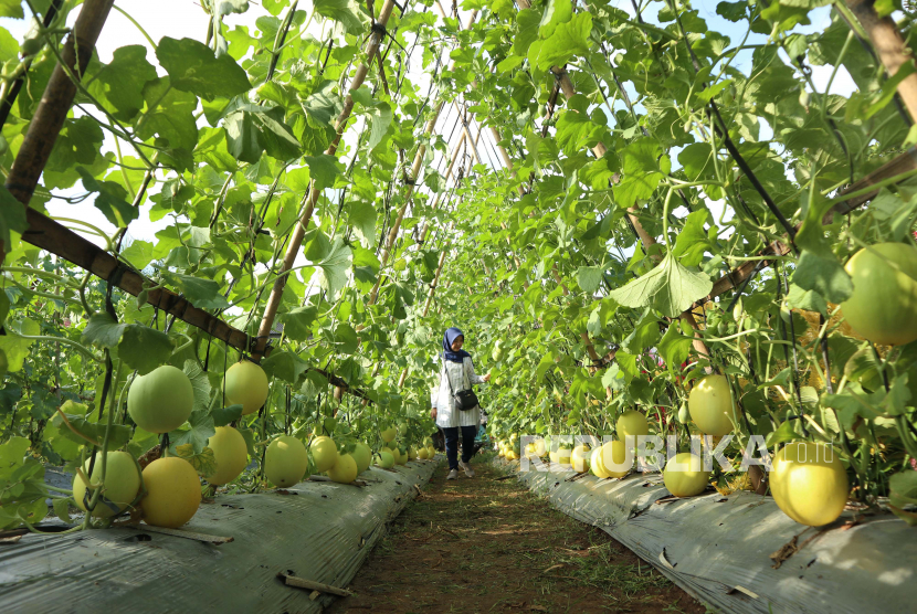 Pengunjung menikmati suasana kebun melon di agrowisata (ilustrasi). Kabupaten Merangin, Jambi melakukan terobosan dengan membuka objek agrowisata buah. 