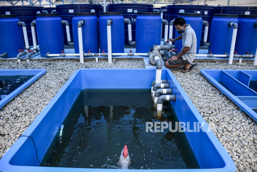 Pekerja merawat kolam penyaring untuk pembibitan ikan (ilustrasi).