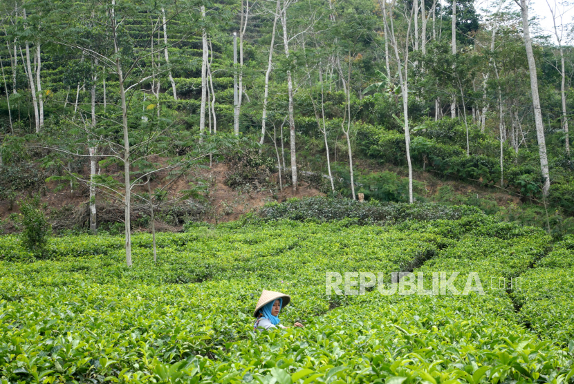 Perkebunan Teh Nglinggo, Kulonprogo, Yogyakarta (ilustrasi). Setiap akhir pekan wisatawan memadati perkebunan teh satu-satunya di Yogyakarta ini.