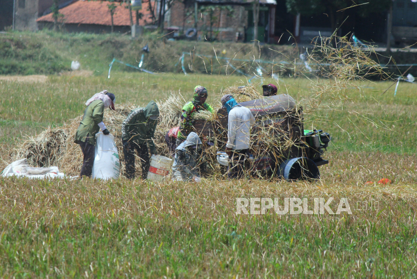 Buruh tani memisahkan bulir padi yang baru dipanen dengan menggunakan mesin, di Rancanumpang, Gedebage, Kota Bandung, Selasa (12/9/2023).