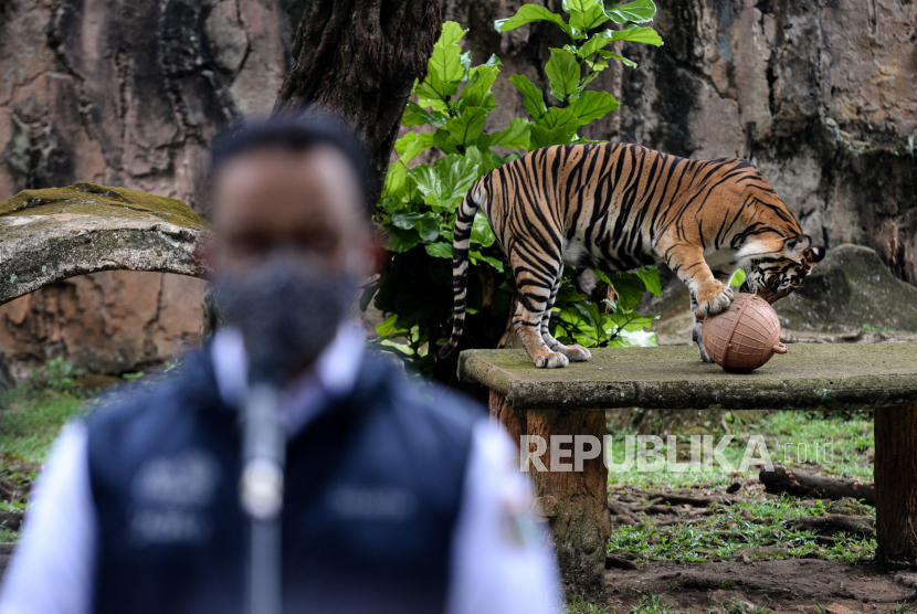 Gubernur DKI Jakarta Anies Baswedan  meninjau kondisi harimau Sumatera bernama Tino (9) yang terpapar Covid-19 di kandangnya di Taman Margasatwa Ragunan, Jakarta, Ahad (1/8). Dua ekor harimau Sumatera bernama Hari dan Tino penghuni Taman Margasatwa Ragunan sedang dalam proses pemulihan pasca keduanya terpapar Covid-19 setelah dilakukan pemeriksan PCR pada tanggal 14 Juli 2021. Menurut Kepala Dinas Pertamanan dan Hutan Kota DKI Jakarta, Suzi Marsitawati dua ekor harimau Sumatera tersebut mengalami gejala sesak nafas, keluar lendir dari hidung, dan nafsu makan yang berkurang. Republika/Thoudy Badai