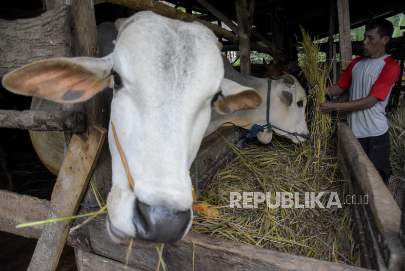 Peternak memberi pakan sapi di Jalan Babakan Cimenyan, Cimenyan, Kabupaten Bandung, Kamis (12/5/2022). Asosiasi Pedagang Daging Indonesia (APDI) menuturkan, wabah penyakit mulut dan kuku (PMK) mulai menimbulkan dampak dalam perdagangan daging akibat kekhawatiran konsumen. 
