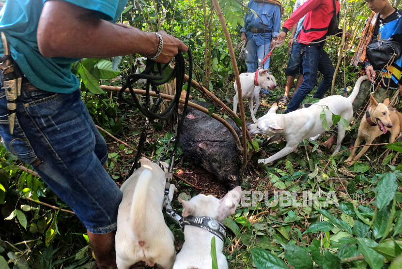 Peserta olahraga berburu babi mengawasi anjing peliharaannya yang bertarung melawan seekor babi, di Nyogan, Kabupaten Muarojambi, Provinsi Jambi, Ahad (11/4/2021). 