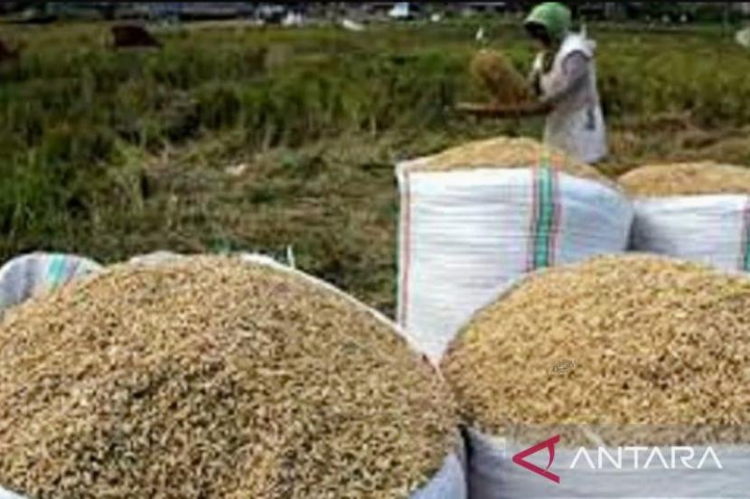 BPS NTB prediksi produksi beras tahun ini naik 16,65 persen.