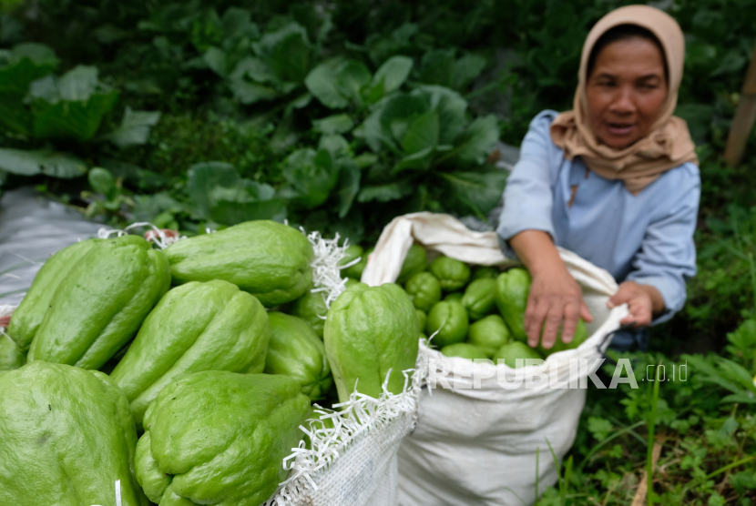 Ilustrasi labu siam.