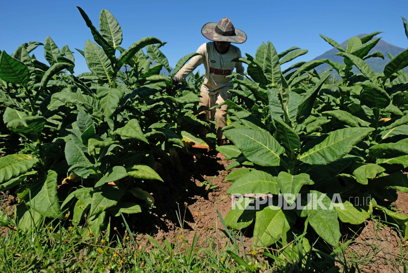 Petani merawat tanaman tembakau jenis Kemloko di persawahan desa Ketitang, Jumo, Temanggung, Jawa Tengah.