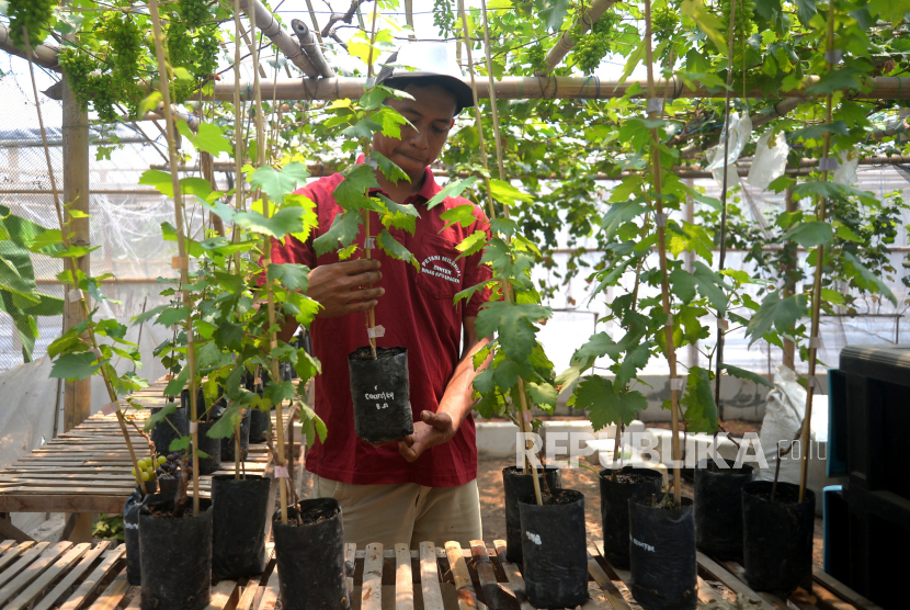 Grape grower, Sigit performs grape seedling treatment at the grape seedling cultivation house, Jipangan, Sragen, Central Java, Wednesday (13/9/2023).