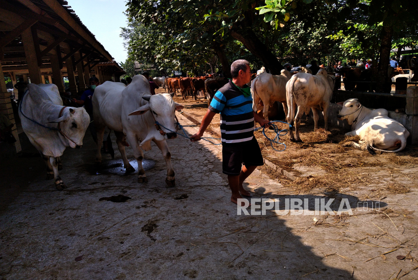 Peternak membawa sapi untuk ditawarkan ke pembeli di Pasar Ternak Ambarketawang, Bantul, Yogyakarta. Pemkab Bantul DIY mengakui sulit untuk membatasi masuknya hewan ternak.