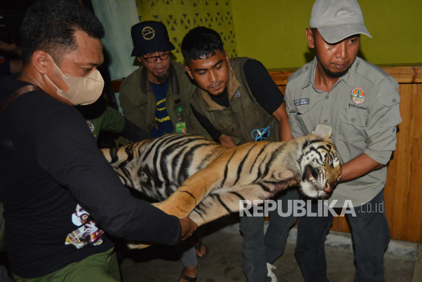 Petugas Balai Konservasi Sumber Daya Alam (BKSDA) memindahkan tubuh Harimau Sumatera (Panthera tigris sumatrae) di UPTD Rumah Sakit Hewan Sumatera Barat, di Padang, Selasa (16/5/2023). (Ilustrasi)