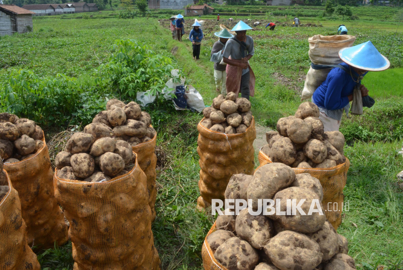 Sejumlah pekerja mengangkut ubi jalar dari sawah di Desa Bangsri di Magetan, Jawa Timur. 