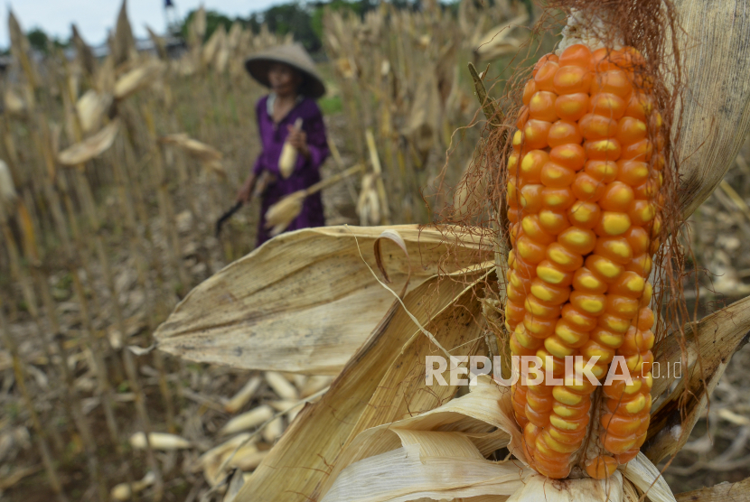 Petani memanen jagung untuk bahan baku pakan ternak ayam (ilustrasi). Pemkab Barito Timur kembangkan jagung komposit di 10 kecamatan.