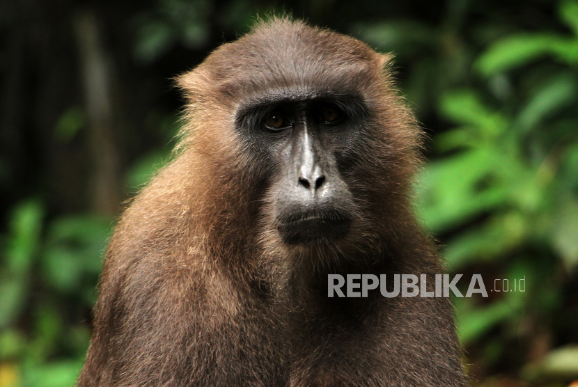 Seekor kera hitam Sulawesi (Macaca Maura) termasuk satwa terancam punah. Peneliti IPB menerapkan teknologi bayi tabung terhadap satwa langka yang terancam punah.