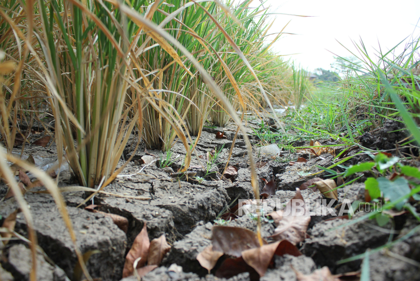 Tanaman padi mulai menguning akibat kekeringan di saat kemarau di daerah Sapan, Kabupaten Bandung, Rabu (6/9/2023). Akibat kemarau banyak areal sawah di Bandung Raya terancam gagal tanam dan gagal panen.