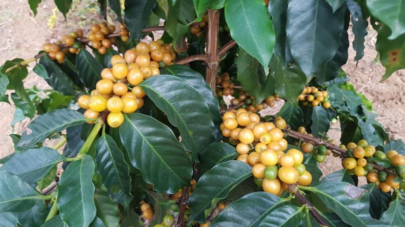 Kopi Yellow Caturra: Kopi Yellow Caturra berbeda dengan kopi-kopi arabika lainnya yang berwarna merah