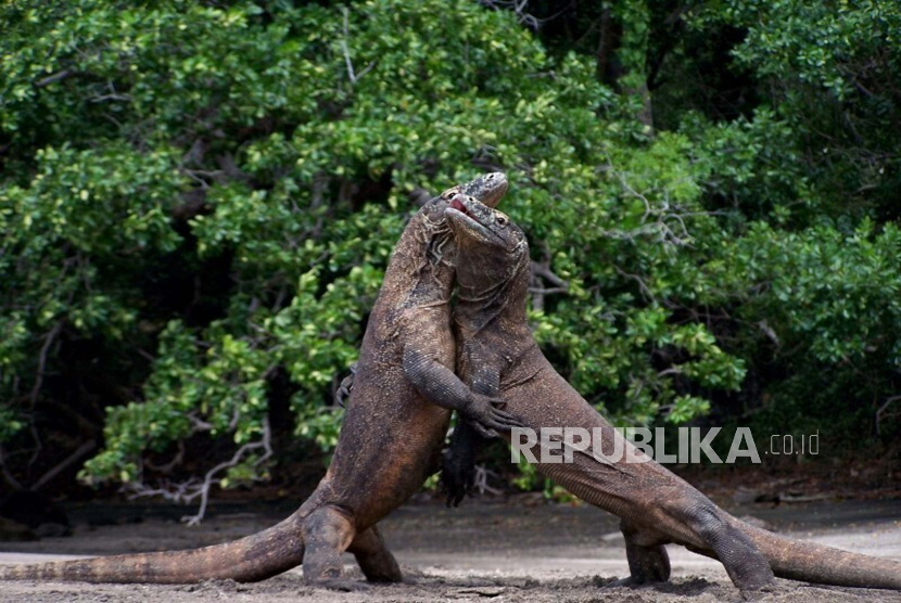  Foto tak bertanggal yang disediakan oleh peneliti Bryan Fry ini menunjukkan komodo di Taman Nasional Komodo di Indonesia. Dalam RDP, Komisi IV DPR meminta KLHK untuk menkaji ulang kenaikan tarif Pulau Komodo