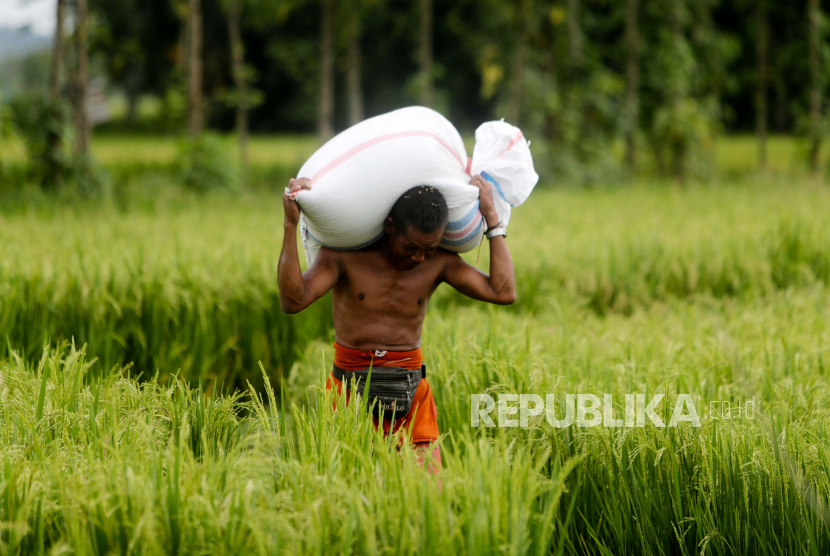 Seorang petani membawa karung beras saat panen di sawah di Bogor, Indonesia, 16 Februari 2022. Sak dan Mud dalam Satuan Takaran dan Timbangan Modern